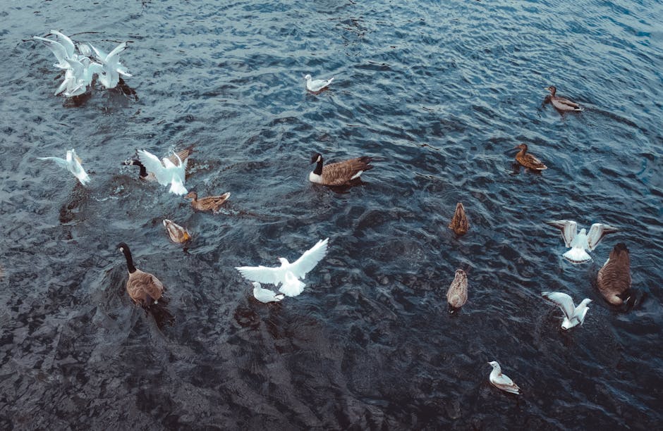 A detailed aerial view of a body of water with numerous waterfowl, including several white seagulls with wings outstretched, swimming alongside brown and black ducks. Some birds are close to the surface, while others are slightly submerged or floating, creating ripples in the water. The scene appears to be outdoors in natural light, with the water's surface reflecting the environment. This image visually captures the natural habitat of the birds, which could be relevant to home relocation projects involving outdoor setting assessments or environmental considerations, though the primary focus remains on the birds at rest or in motion on the water.
